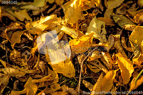 Image of autumnal painted leaves in a heap