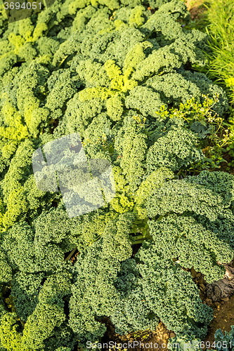 Image of green kale in cultivation