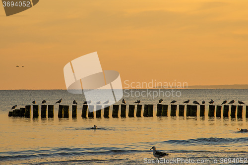 Image of Sunrise over the Baltic Sea with groynes