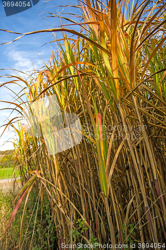 Image of switch grass