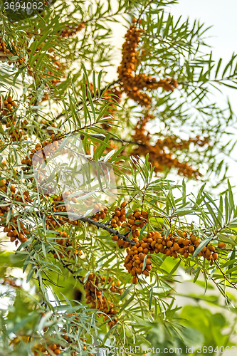 Image of common sea-buckthorn fruits