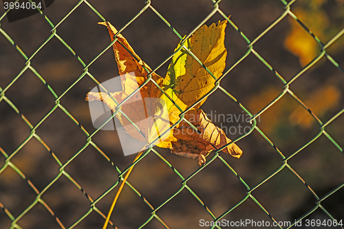 Image of autumnal painted maple leaf behind a fence 