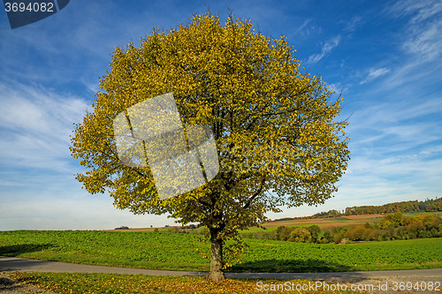 Image of lime-tree in autumn