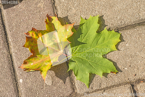Image of autumnal painted leaves on a street 