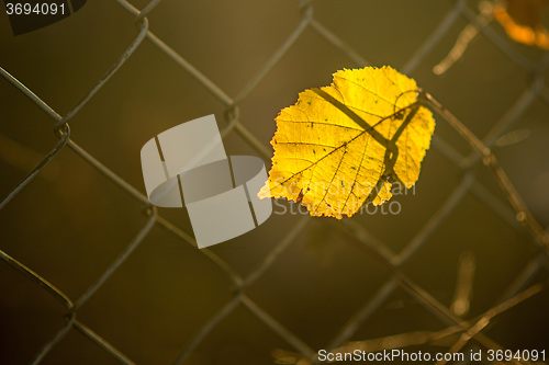 Image of autumnal painted leaf behind a fence 