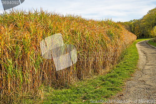 Image of switch grass