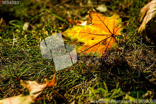 Image of autumnal painted leaves on a meadow