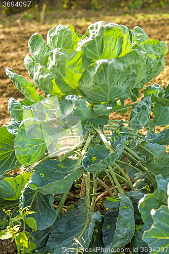 Image of cultivation of Brussel sprouts