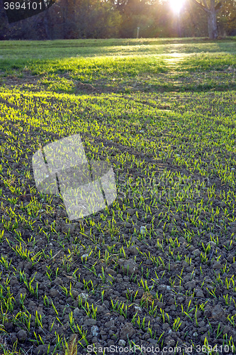 Image of winter wheat in soft evening light