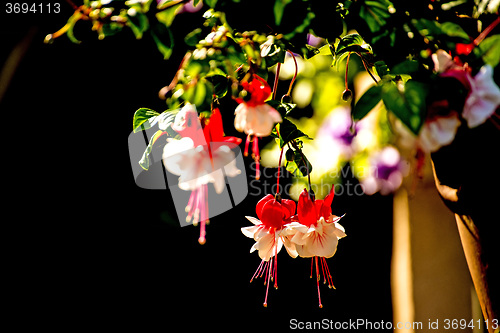 Image of Fuchsia flowers