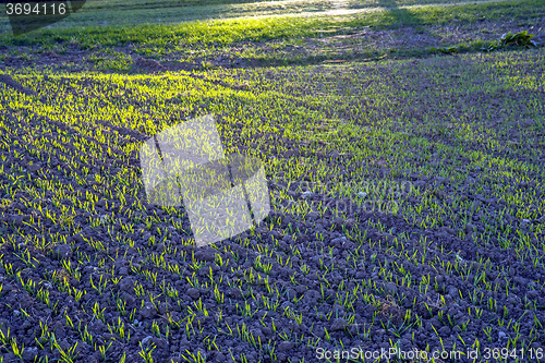 Image of winter wheat in soft evening light