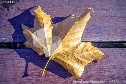 Image of leaf on a park bench