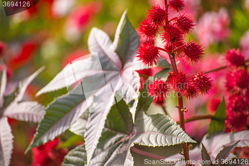 Image of Castor-oil plant with bolls