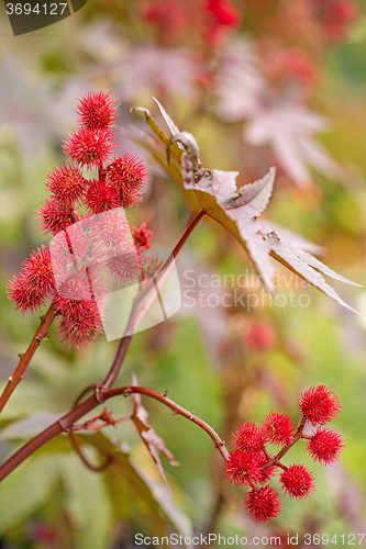 Image of Castor-oil plant with bolls