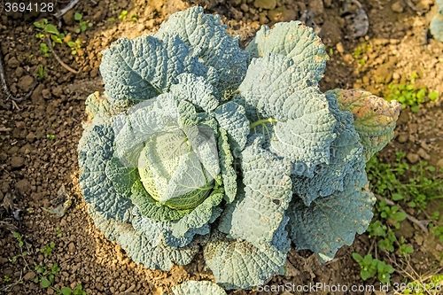 Image of cultivation of savoy cabbage