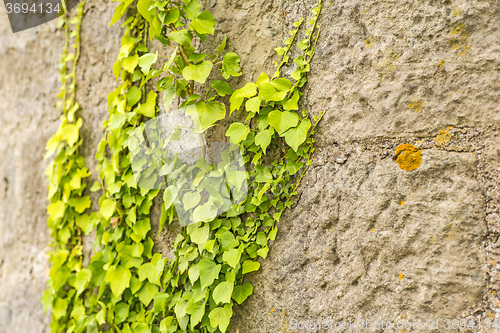 Image of ivy on an old brick wall