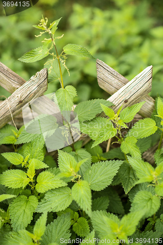 Image of stinging nettle at a wooden fence