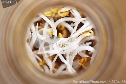 Image of sprouts of alfalfa in focus