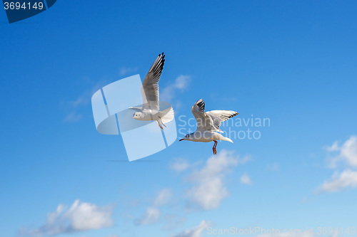 Image of Black-headed gull flying