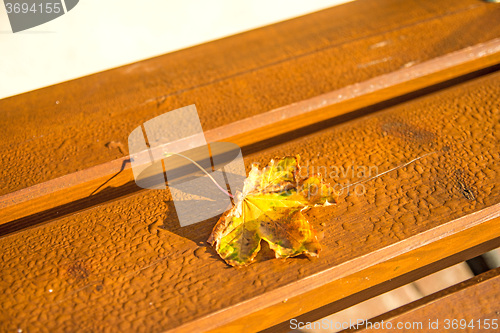 Image of autumnal painted leaf on bench