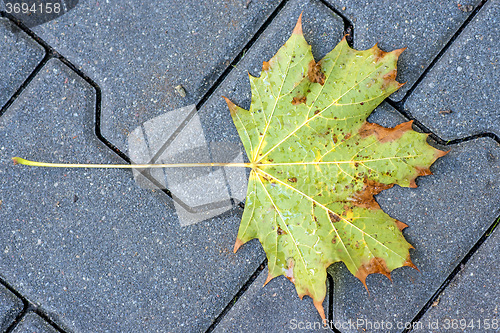 Image of autumnal painted leaf on a street