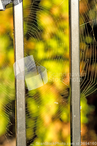 Image of Spider web at a fence