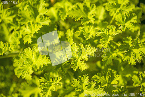 Image of Scented Leaved Pelargonium