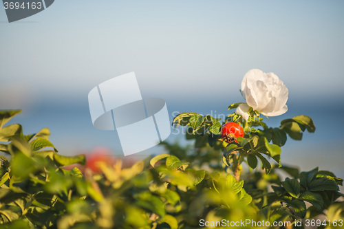 Image of Beach rose flower at the Baltic Sea