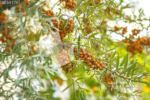 Image of common sea-buckthorn fruits