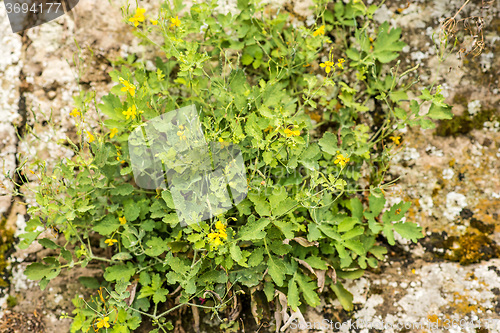 Image of Celandine, Chelidonium majus, medicinal herb