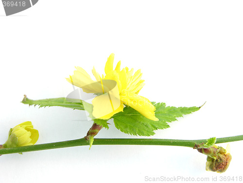 Image of Flowers of the shrub Kerria