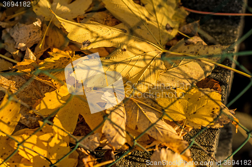 Image of autumnal painted maple leaves behind a fence 