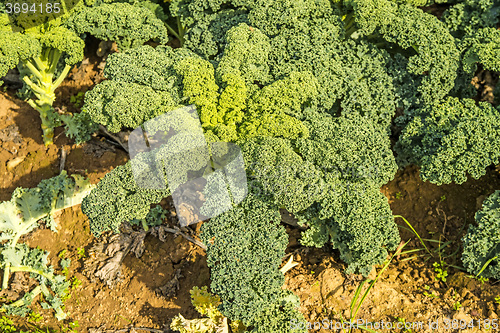 Image of green kale in cultivation