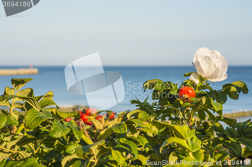 Image of Beach rose flower at the Baltic Sea