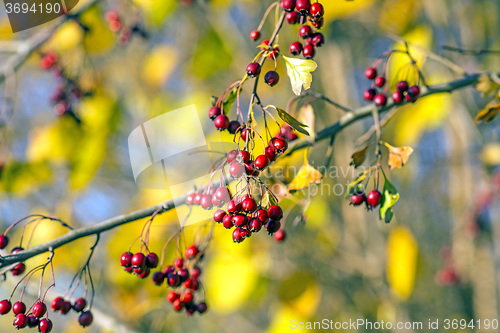 Image of Hawthorn fruits