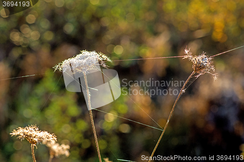 Image of spider threads on a flower