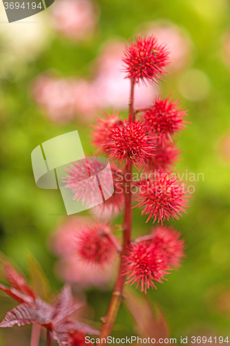 Image of Castor-oil plant with bolls