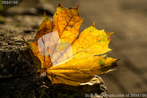 Image of autumnal painted leaf on a street