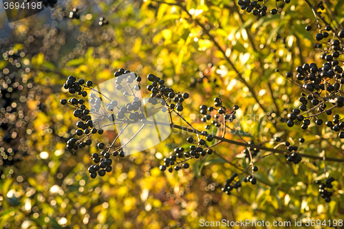 Image of privet berries in back light