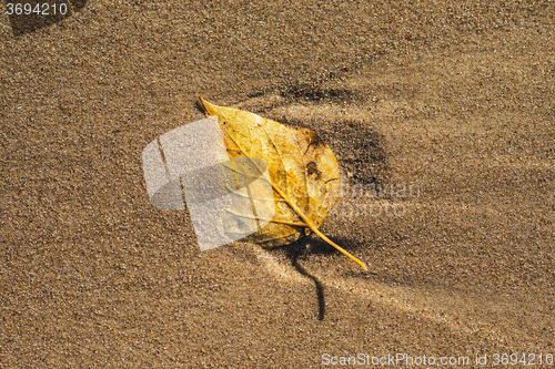 Image of autumnal painted leaf on a beach