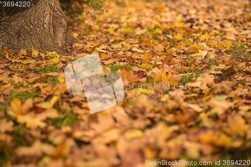 Image of autumnal painted leaves