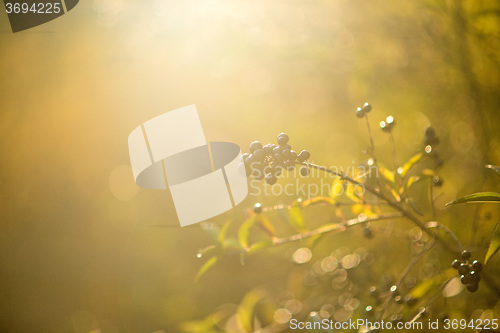 Image of privet berries in back light