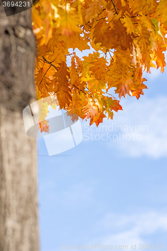 Image of tree in autumnal colors