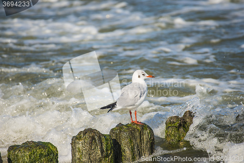 Image of Black-headed gull on groynes in the Baltic Sea