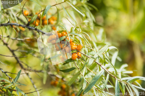 Image of common sea-buckthorn fruits