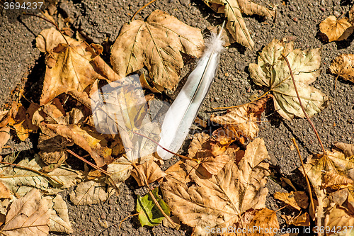 Image of autumnal painted leaves with feather