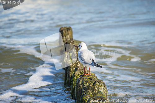 Image of Black-headed gull on groynes in the Baltic Sea