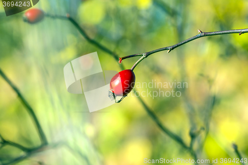 Image of rose hips