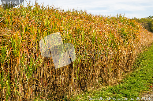 Image of switch grass