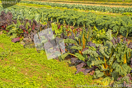 Image of cultivation Swiss chard and green kale